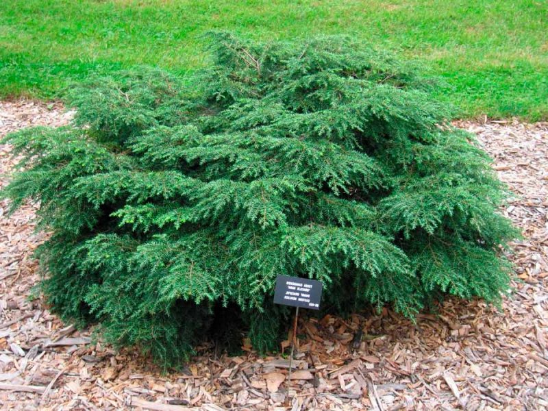 Тсуга канадская джедделох Tsuga canadensis Jeddeloh