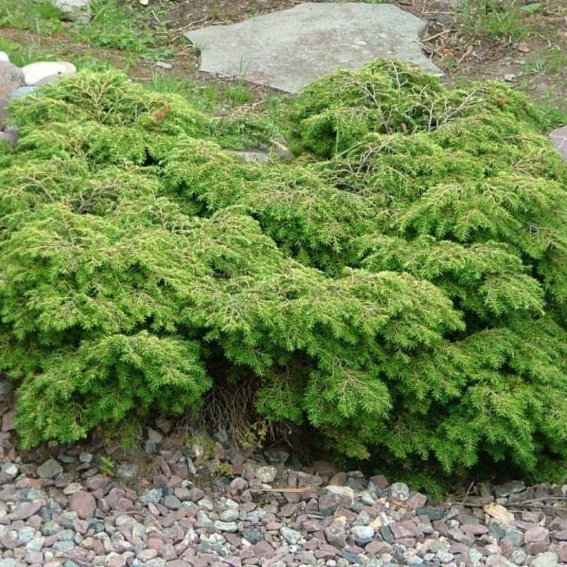 Тсуга канадская джедделох Tsuga canadensis Jeddeloh