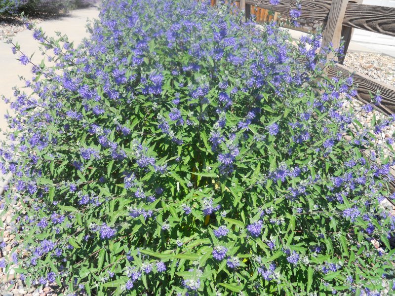 Кариоптерис кландоненский Стерлинг Сильвер (Caryopteris clandonensis Sterling Silver)