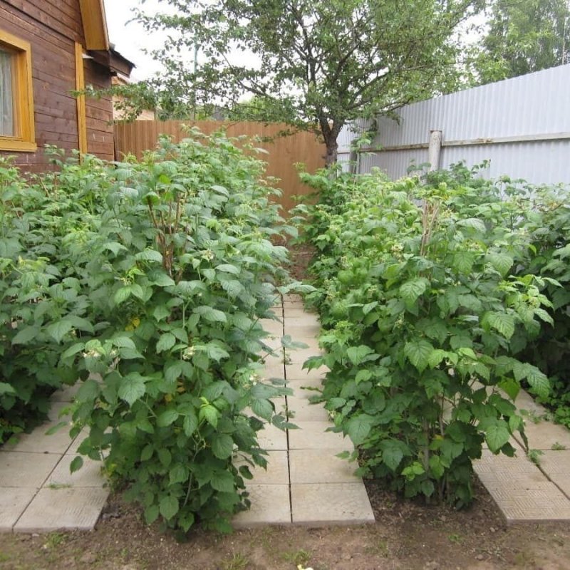 Дачный огородик ежевика