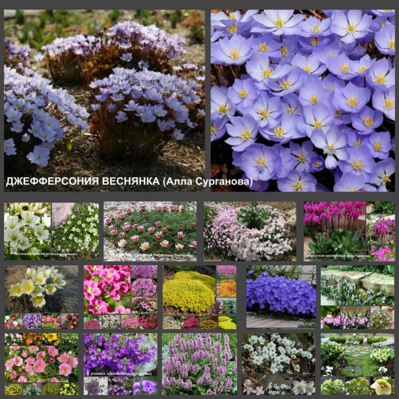 Цветы для альпинария многолетние