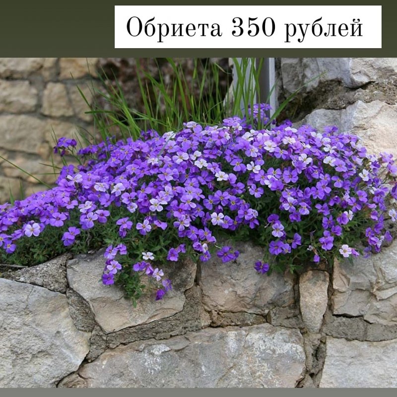 Флокс шиловидный рокарий