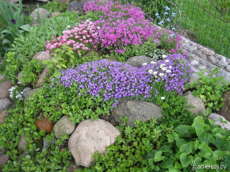 Клумбы, рокарии, рабатки
