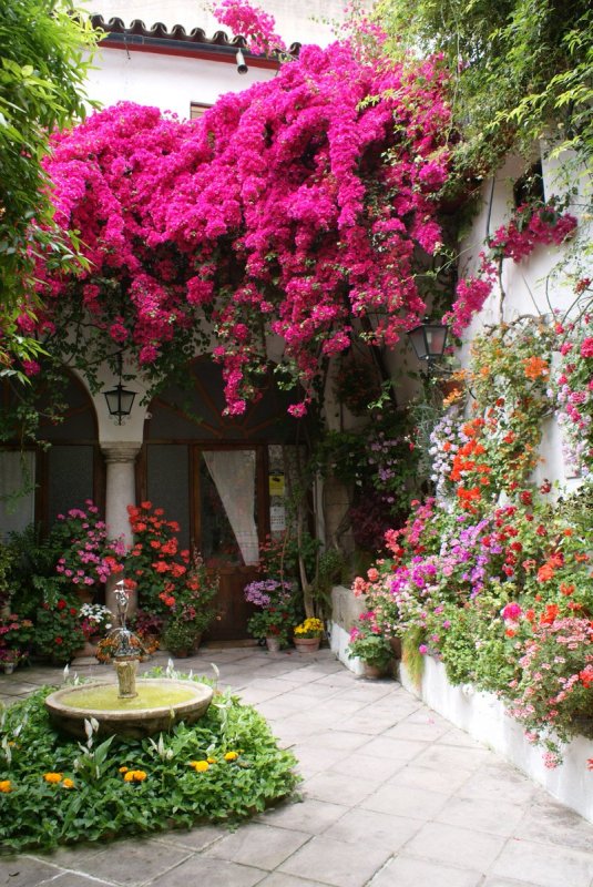 Bougainvillea Майорка