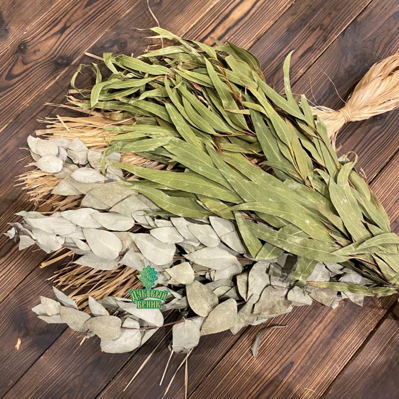 Эвкалипт веник