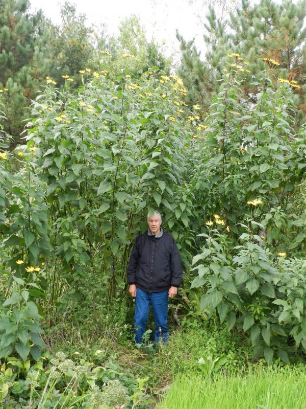 Топинамбур Живая изгородь