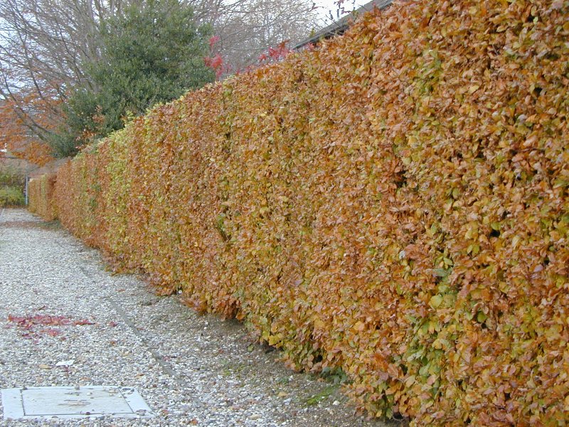 Fagus sylvatica Живая изгородь