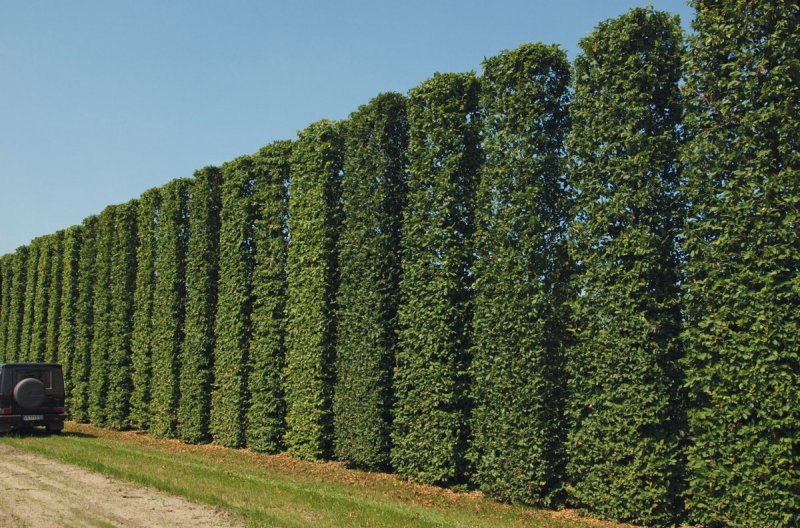 Carpinus betulus изгородь