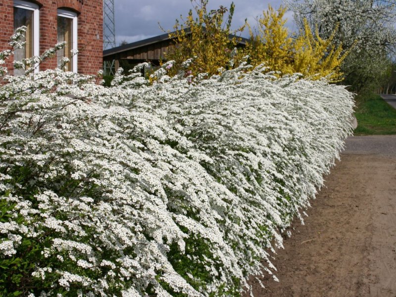 Спирея серая (Spiraea cinerea `Grefsheim`)