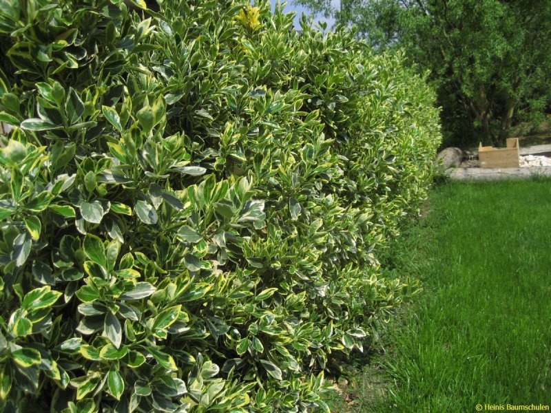 Бересклет зеленый кустарник