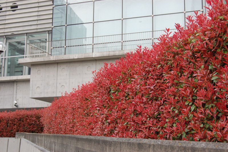 Photinia fraseri 'Red Robin'