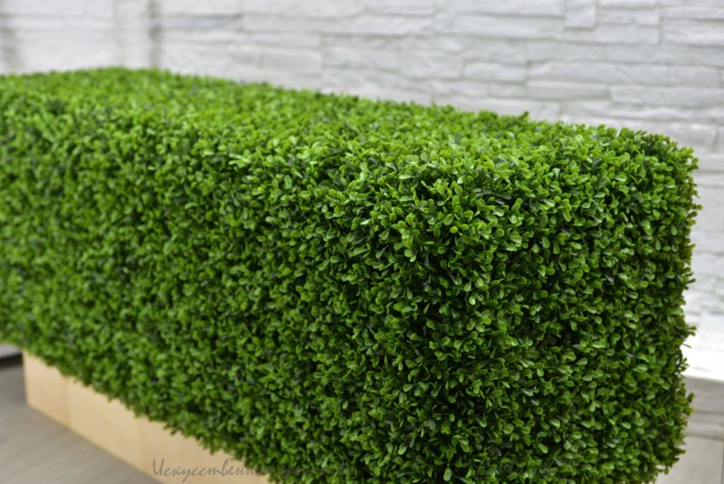 Самшит мелколистный Buxus