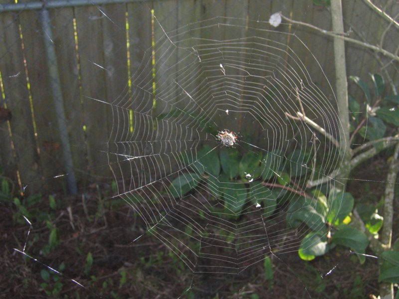 Orb web