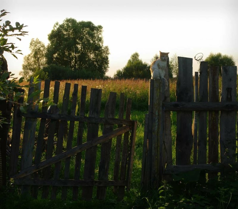 Деревянная изгородь в деревне