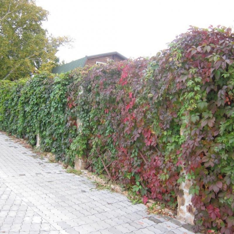 Живой изгороди vinograd grozdja