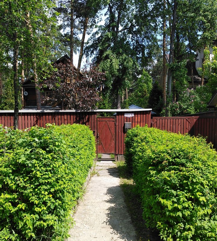 Камызяк Живая изгородь