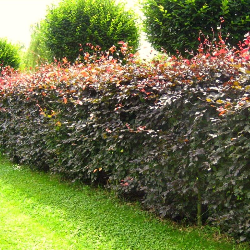 Fagus sylvatica Atropurpurea