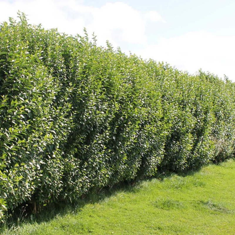 Ligustrum ovalifolium