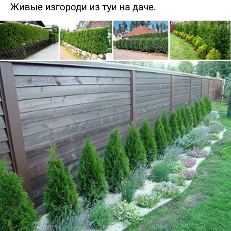 Можжевельник вдоль забора