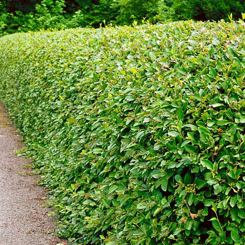 Кизильник Cotoneaster lucidus