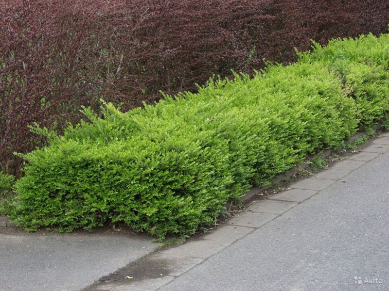 Lonicera nitida