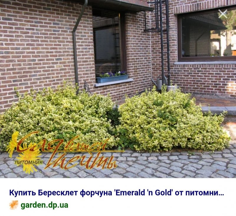 Бересклет Грацилис