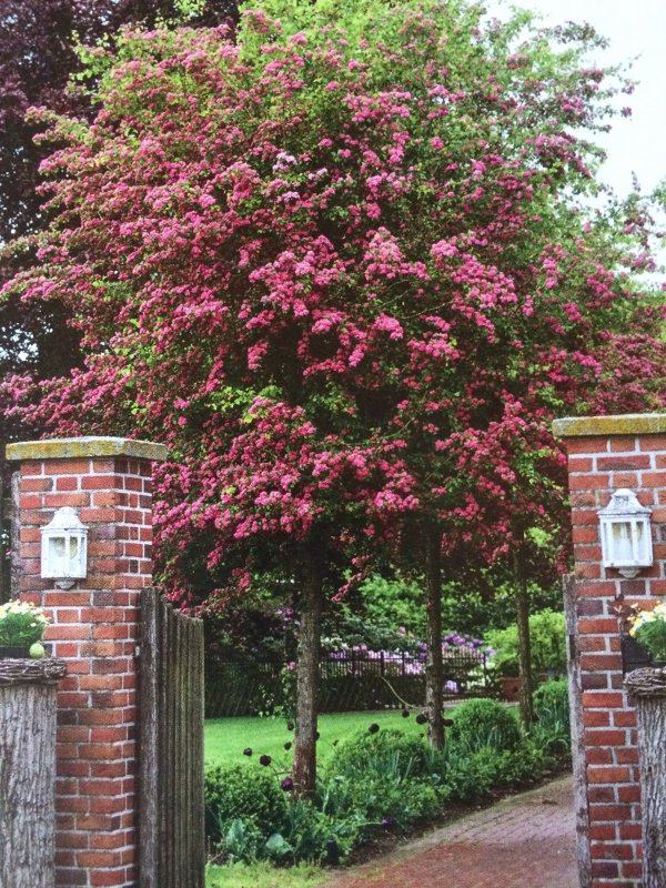 Crataegus monogyna "rubra Plena"