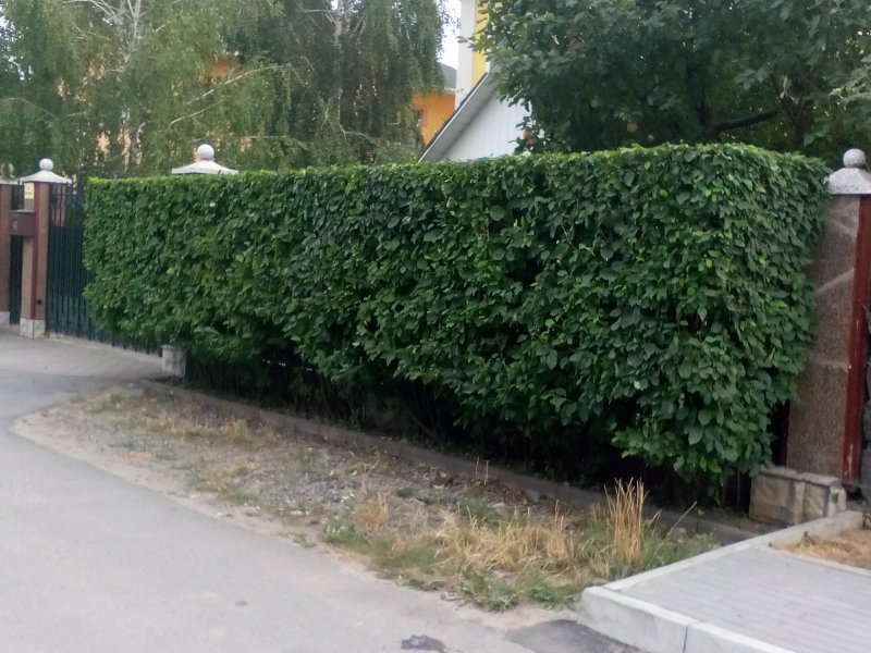 Боярышник сливолистный Живая изгородь