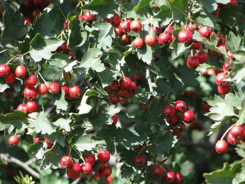 Боярышник laevigata 'Paul's Scarlet'