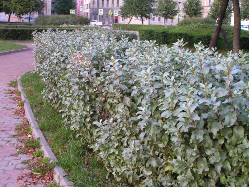 Лох серебристый (Elaeagnus commutata)