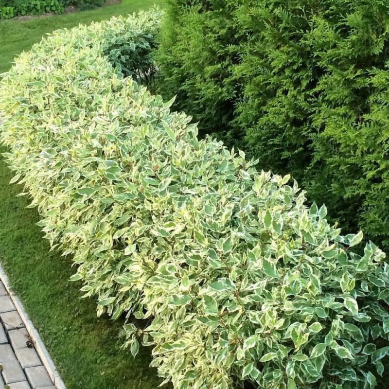 Дерен sibirica variegata