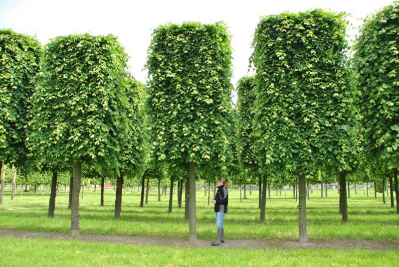 Липа мелколистная Гринспайер Tilia cordata Greenspire