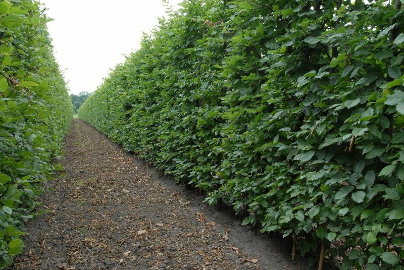 Carpinus betulus для живой изгороди