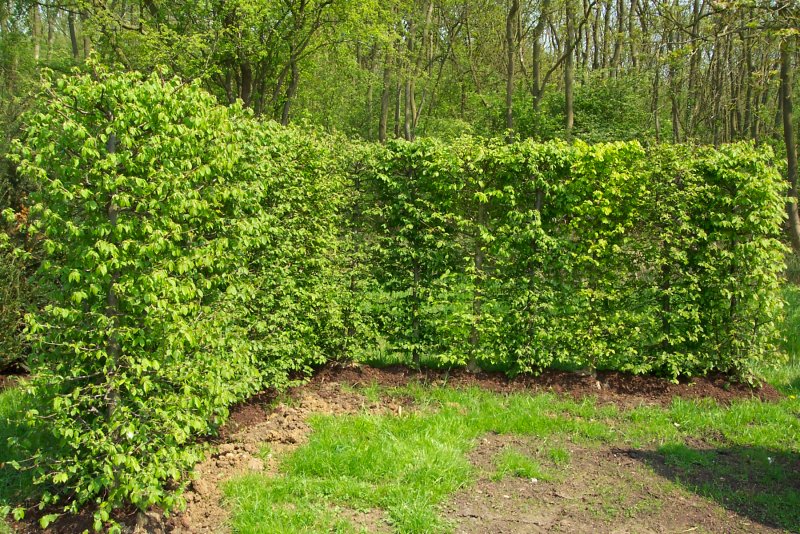 Carpinus betulus изгородь