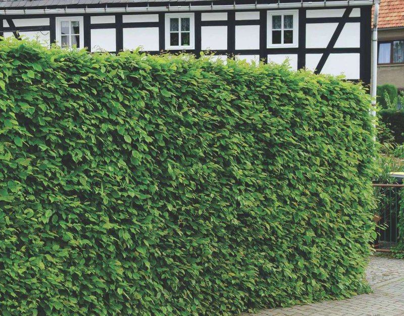 Carpinus betulus для живой изгороди