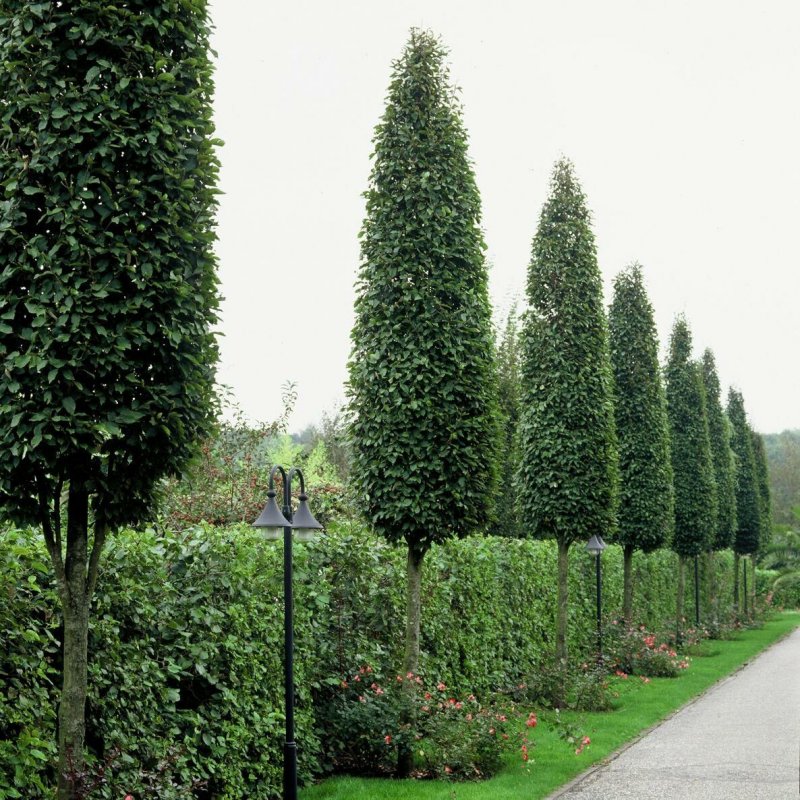 Граб обыкновенный Carpinus betulus