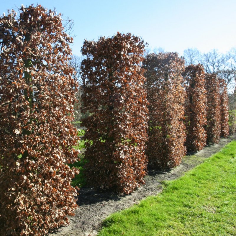 Граб Carpinus betulus Живая изгородь