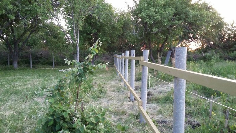 Забор из асбестовых труб