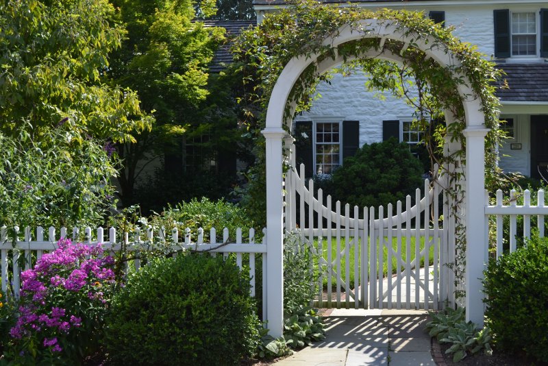 Гарден гейт (Garden Gate) плетистая