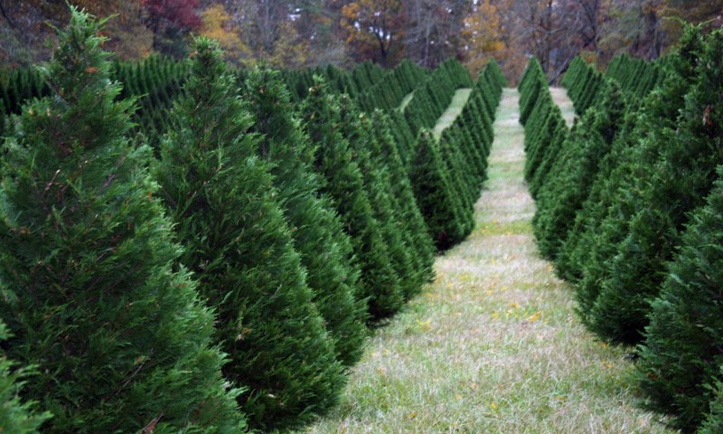 Farm Trees