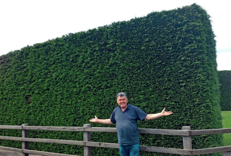 What is better to make a Hedge fast growing Hedge