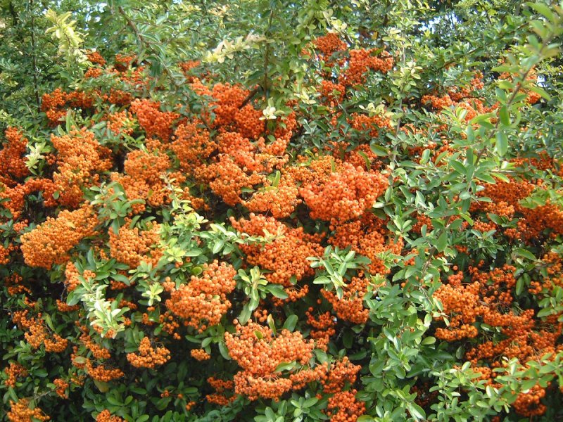 Пираканта оранж Глоу кустарник