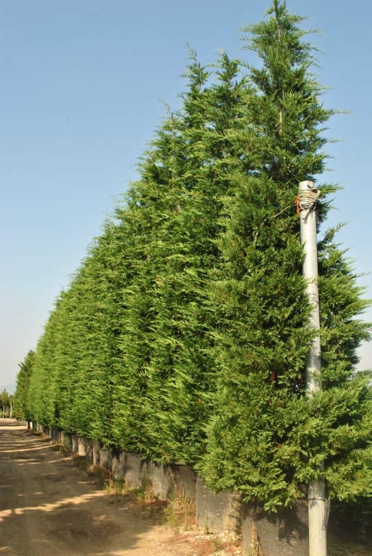Cupressocyparis leylandii