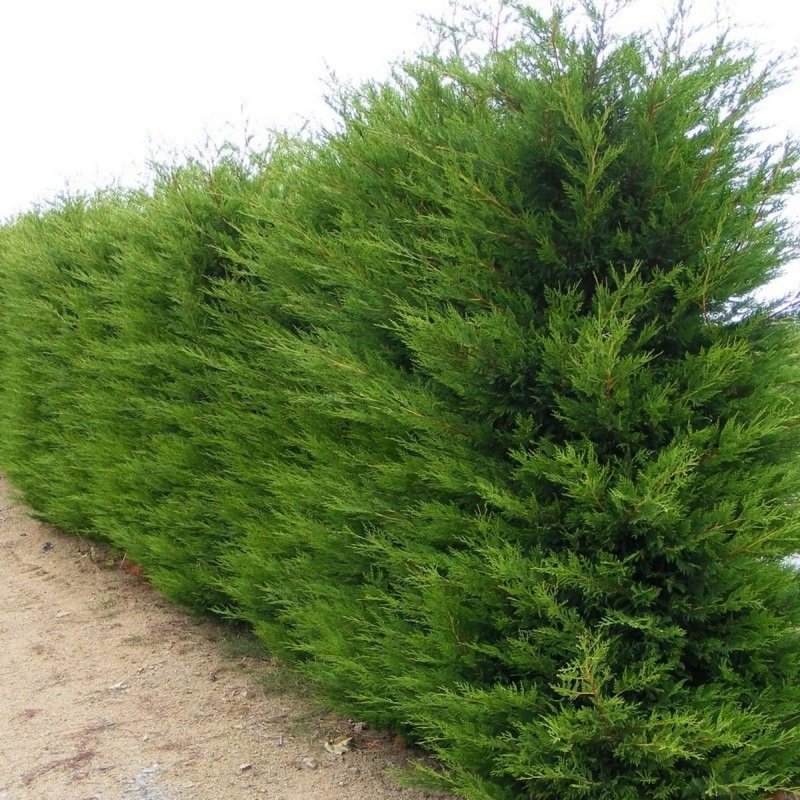 Купроцепариус Лейланда