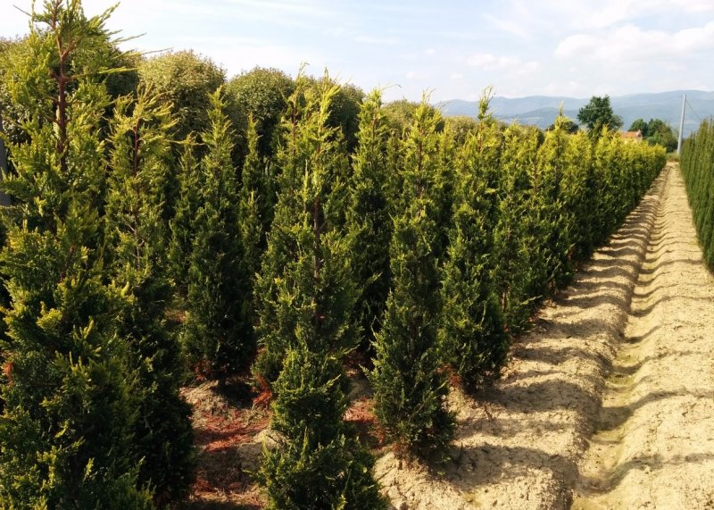 Cupressocyparis leylandii Castlewellan Gold