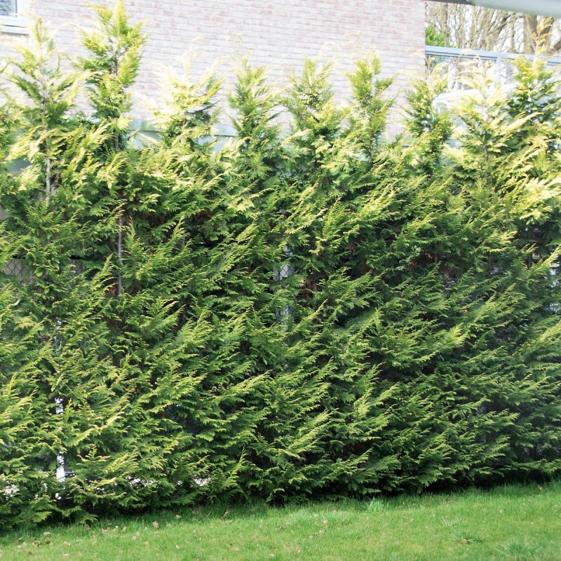 Купрессоципарис Лейланда 'variegata'