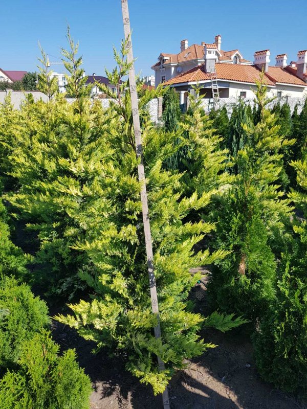 Купрессоципарис Лейланда изгородь