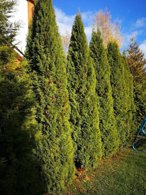 Купрессоципарис Лейланда Живая изгородь