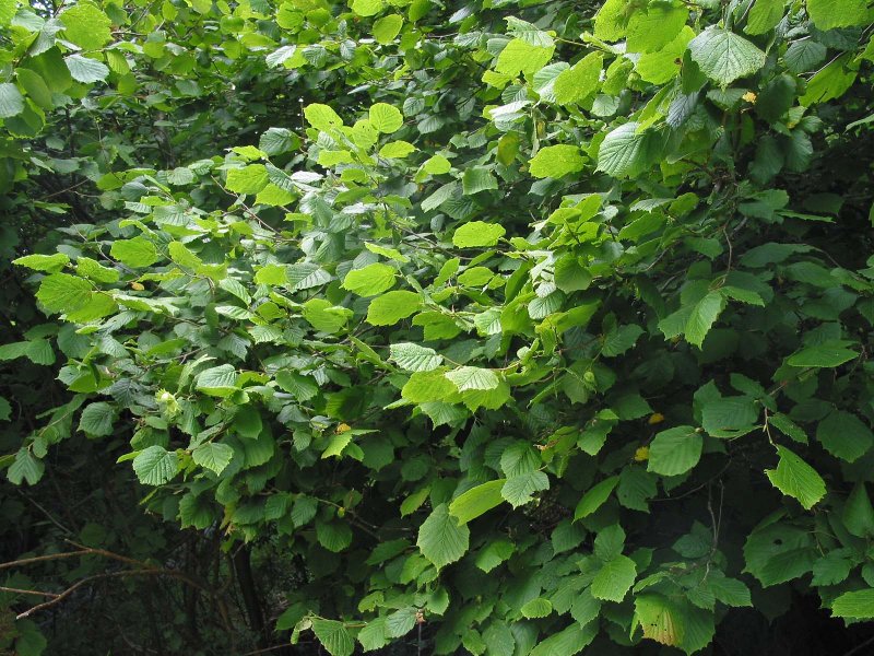 Лещина обыкновенная Corylus avellana l.