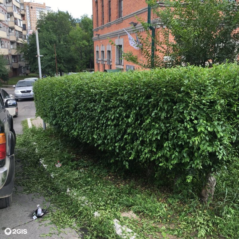 Карагач Живая изгородь